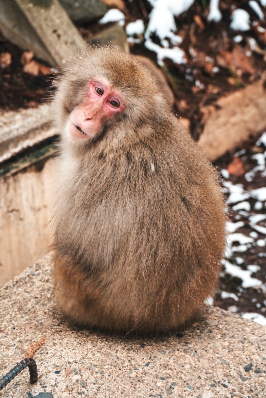 Japanese snow monkey